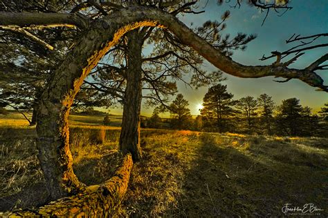 Perspective C Shaped Tree Bliss Photographics Perspective