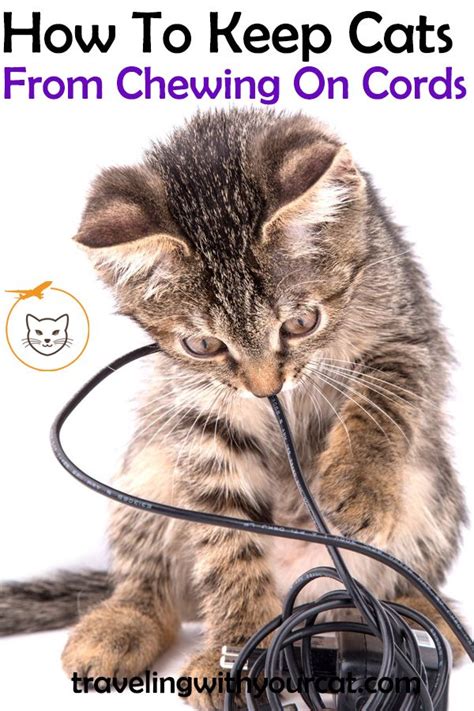 How To Get My Cat To Stop Biting Wires Cat Lovster