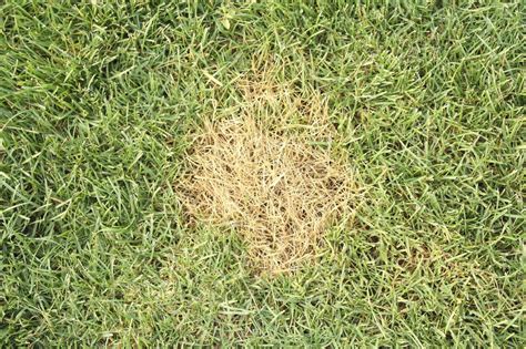 Brown Lawn Repair What To Do When Lawn Has Brown Spots