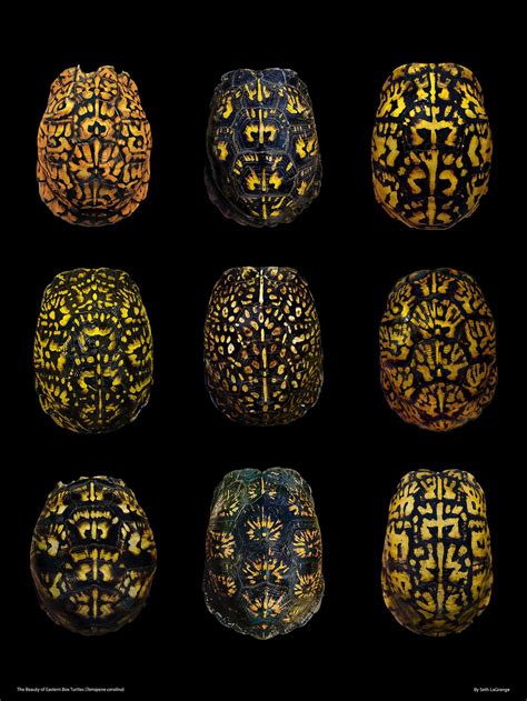 Box Turtle Shell Pattern