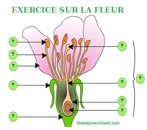 Exercice Fleur Vive Les SVT Les Sciences De La Vie Et De La Terre