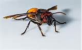 Wasp Hornet Images