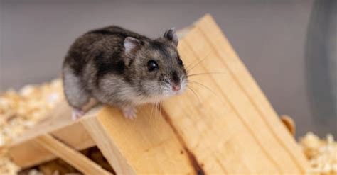 Dwarf Hamster Lifespan How Long Do Dwarf Hamsters Live Imp World