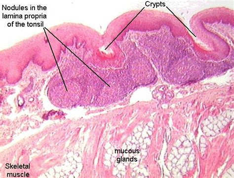 Tonsil Histology Labeled
