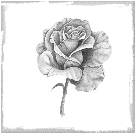 Dibujos A Lapiz De Rosas Faciles