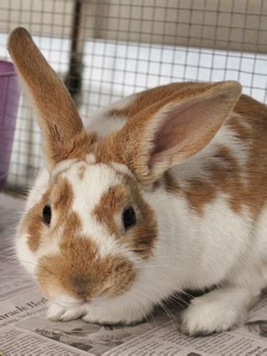 The aspca reports exclusively on the state of pet relinquishment, adoption most recently, simmons reported that data suggests a range of 53 to 57 percent of households include at least one pet. Is Adopting a Rabbit Right for You? | The Animal Foundation