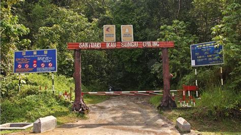 Sungai chiling fish sanctuary, peretak 44000 malaysia. Sungai Chilling Mahseer Fish Sanctuary - Tourism Selangor