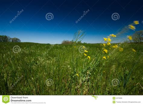 Green Field And Blue Sky Royalty Free Stock Photo Image