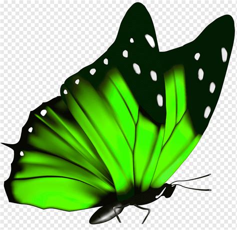 Butterfly Green Queen Alexandra's birdwing, Green Butterfly, green and