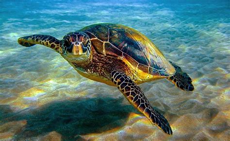 Some Facts You Should Know About Sea Turtle Pets Nurturing