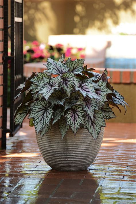 America's largest online plant nursery. 10 Plants That Will Thrive in the Shade | Potted plants ...