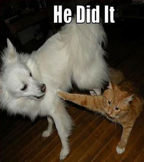15 Funny Cat And Dog Pics With Captions Entertainmentmesh