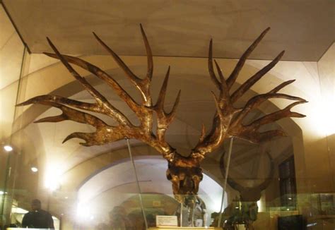 Extinct Giant Moose And 4 Other Massive Prehistoric Deer A Z Animals