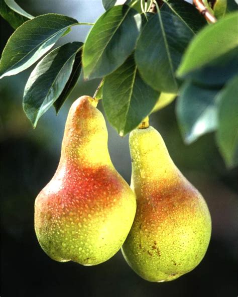 Pear Tree Pruning Care And Diseases Of Fruit And Ornamental Pear Trees