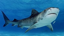 Tiburón toro: características, alimentación, ataques, y mas.
