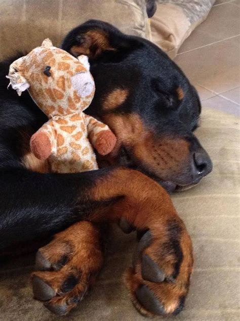 Wondering how to breed rottweilers? Rottweiler's Kingdom: 9 Things that make Rottweilers happy