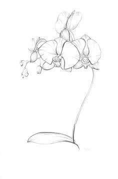 So one of my friends at work wants to get rid of a tatoo she has by incorporating it into a new one and she asked me to draw it for her. Orchid plant | Orchid drawing, Flower drawing, Drawings