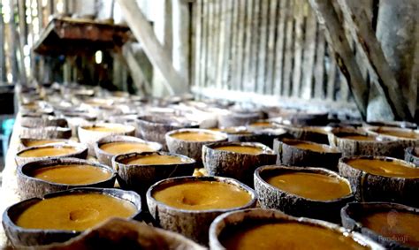 Gula kelapa diekstrak dari nira kelapa. Perajin Gula Cilacap Didorong Produksi Gula Kelapa Sehat ...