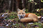 9 Cute Pictures of Red Foxes