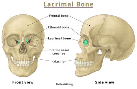 Lacrimal Bone Location Functions Anatomy And Diagram