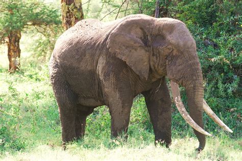 Big Bull Elephant Ngorongoro Crater Tanzania Lovely Big Tu Flickr