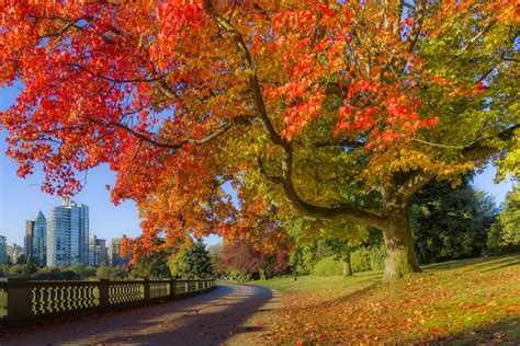 how to see canada s fall foliage at its peak