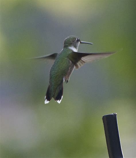 I Love Hummingbirds Last Shots Of Summer 923 Lake Martinalabama