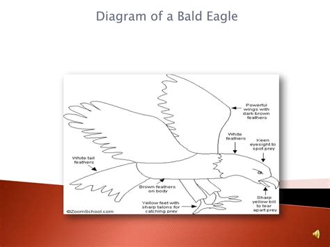 Ppt Bald Eagle Powerpoint Presentation Free Download Id1025177