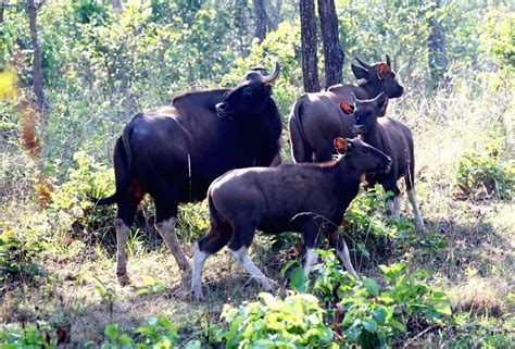 Chamarajanagar Glimpse Of Indias Wildlife Natural Beauty And