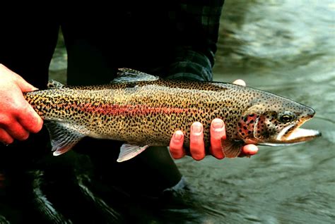 Rainbow Trout Wallpaper 49 Images