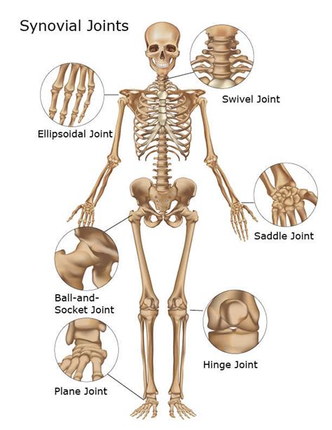 Skeletal System Skeleton Bones Joints Cartilage Ligaments Bursae