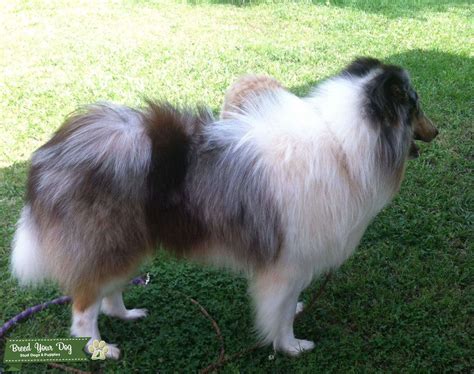 Akc Blue Merle Rough Coat Collie Stud Dog In Southeast United