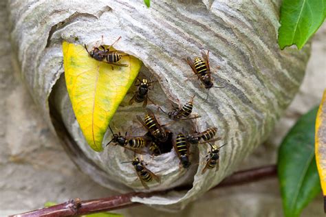 What Do Wasps Do And Why Do We Need Them