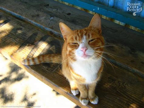 Orange Eyed Red Mackerel Tabby With White Happy Cat