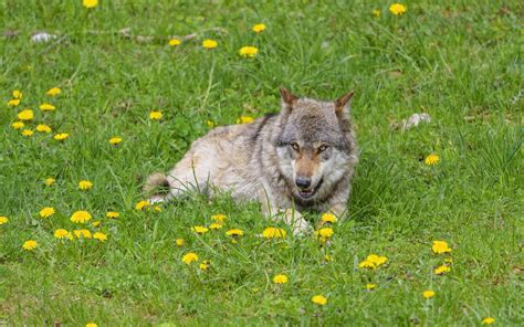 Download Wallpaper 3840x2400 Wolf Predator Grin Animal Wildlife 4k