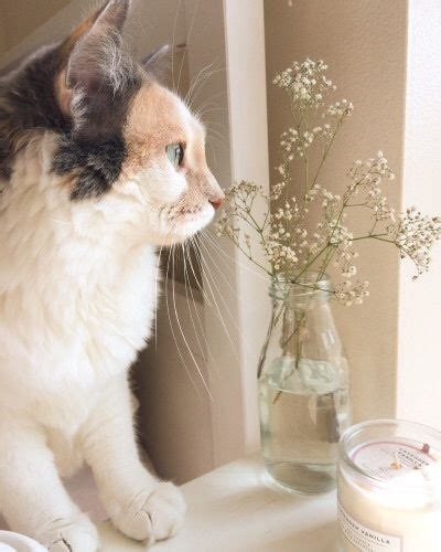Lunamiangel “vía We Heart It ” Cats Cat Aesthetic Animals