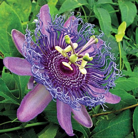 Spring Hill Nurseries Purple Passion Flower Passiflora Live Potted