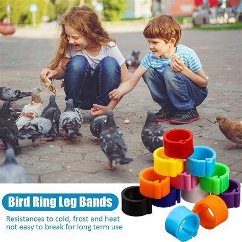 Buy 100 Pcs Leg Bands Cockatiel 2022 Pigeon Clip Ring Pigeon Ring
