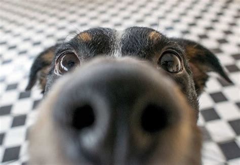 Pongan en los comentarios las fotos de sus perritos 😍. » Día mundial del perro: ¿Cómo entender su mente?