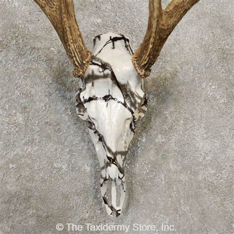 20374 P Whitetail Deer Reproduction Skull European Taxidermy Mount