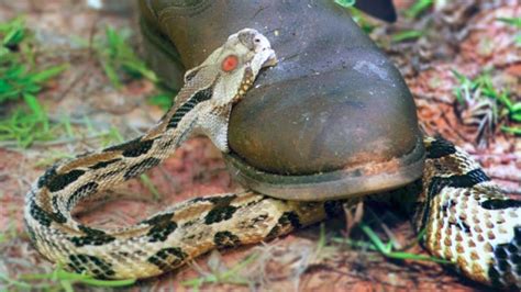 15 Terrifying Snakes That Will Probably Kill You
