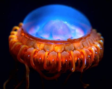 10 Most Strange Creatures In Deep Sea You Ve Never Seen Weird Sea