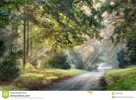 Autumn Sunlight Rays Through The Misty Trees Stock Image Image Of