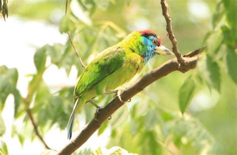 10 colorful species of barbet birds of india