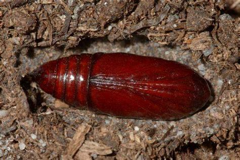 Check spelling or type a new query. Phlogophora meticulosa Puppe in kokon *Bild*
