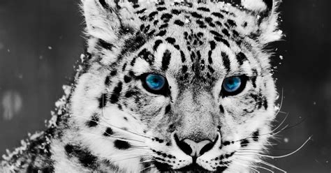 White Tiger Blue Eyes Wallpaper Vote Wallpaper