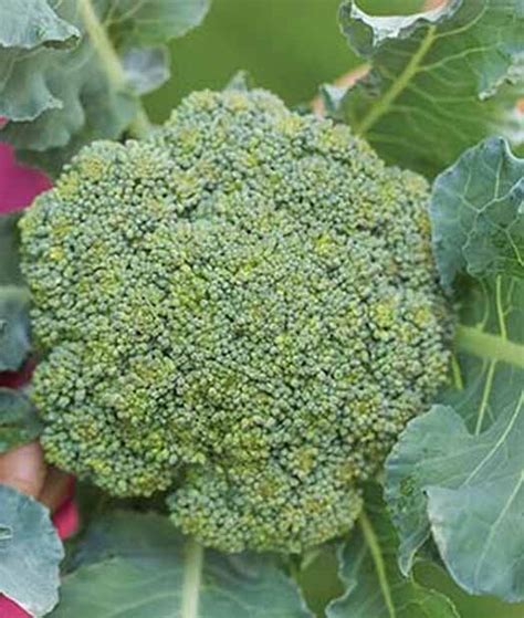 The 10 Best Broccoli Varieties To Grow At Home Gardeners Path