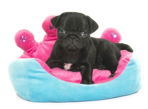 The Real Information About Teacup Pugs You Cant Afford To