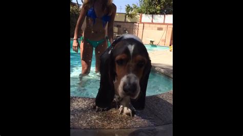 My Basset Hound First Time Swimming Shorts Youtube