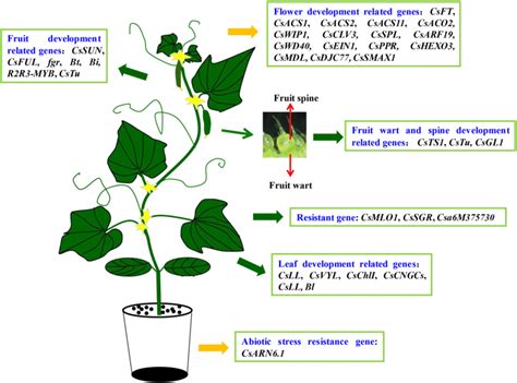 Illustration Of The Agronomic Traits Related Genes In Cucumber Download Scientific Diagram